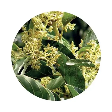 Muira Puama Extract